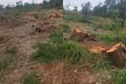 Collage photo of trees cut down inside Karura Forest.